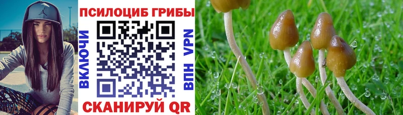 Псилоцибиновые грибы Cubensis  Купить  Калининск 